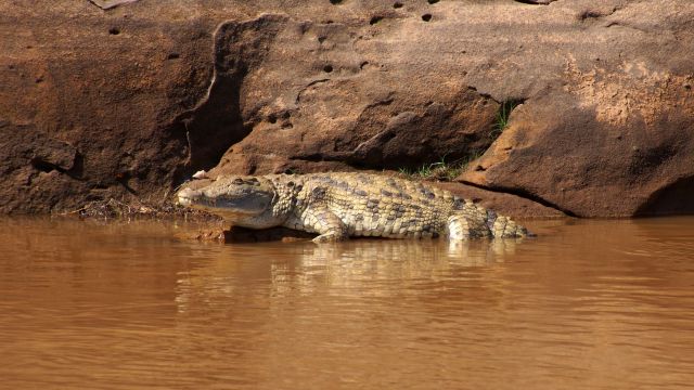 Krokodil im Tsiribihina-Fluss