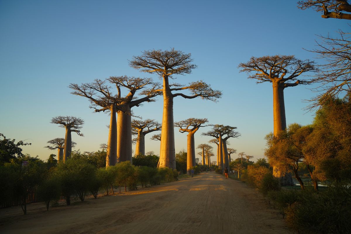Baobaballee im Abendlicht
