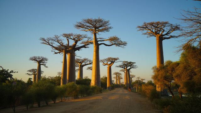 Baobab-Allee bei Morondava