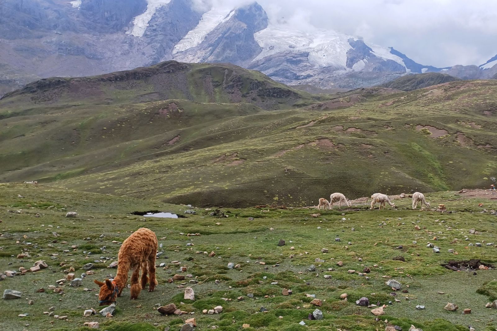 Alpaka in malerischer Andenlandschaft