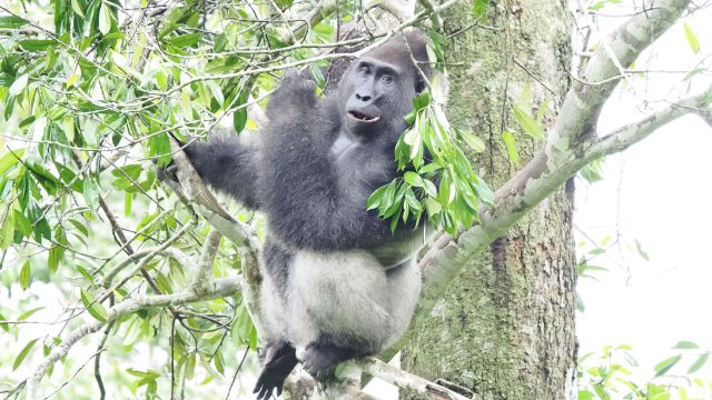 Gorillatracking im Odzala Nationalpark