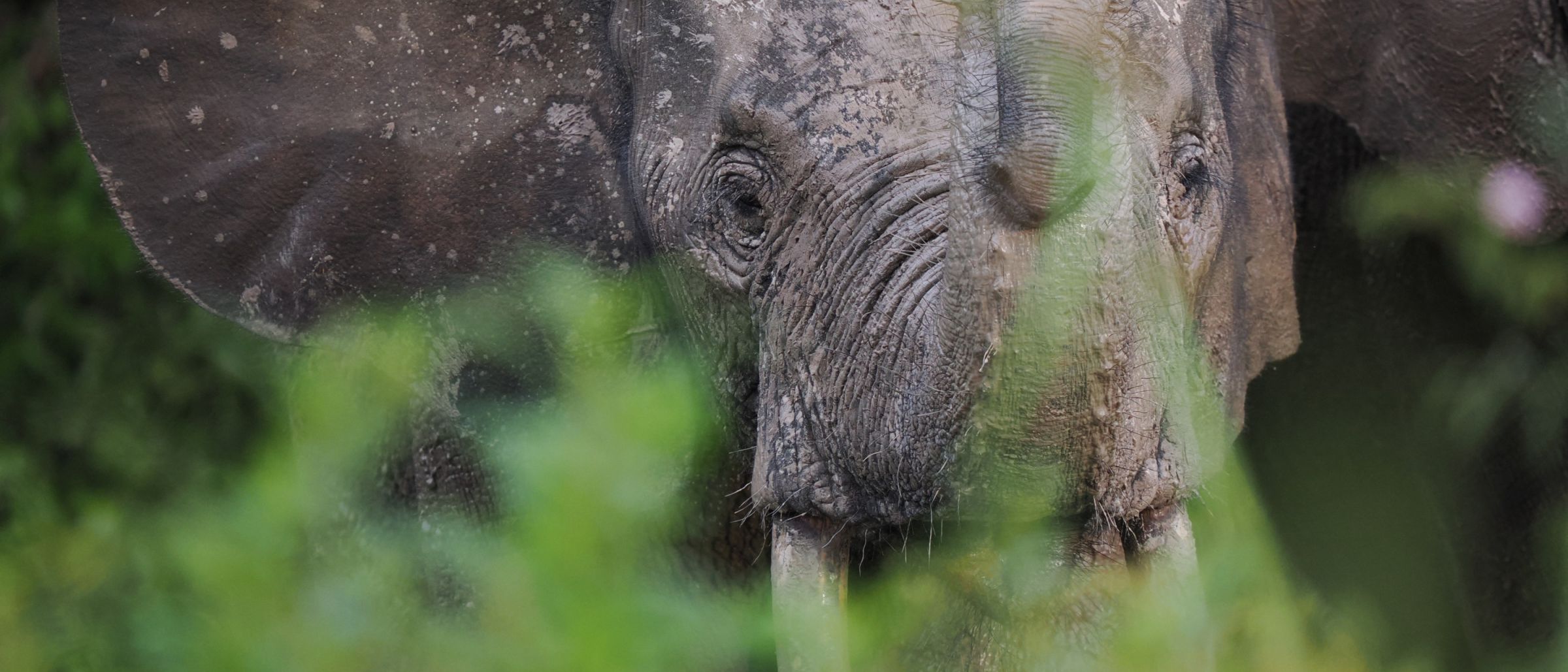 Waldelefanten im Odzala Nationalpark