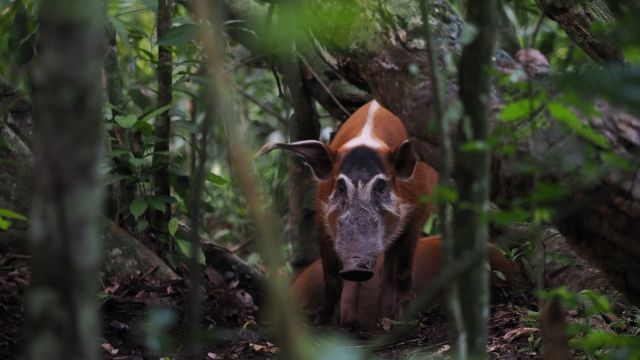 Pinselohrschwein im Odzala Nationalpark