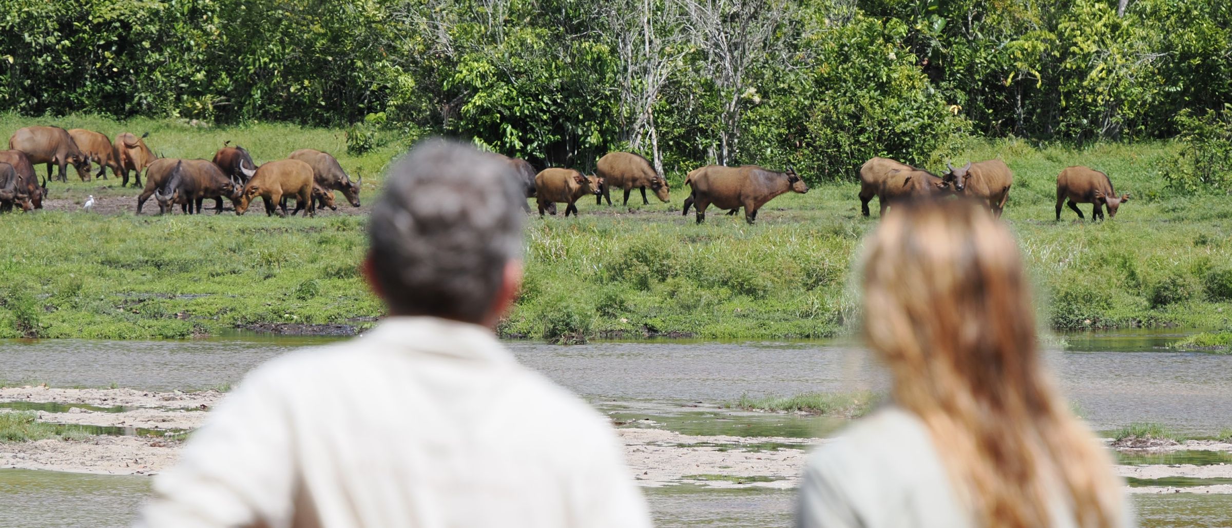 Büffel Beobachtung im Odzala Nationalpark