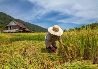 Ein thailändischer Bauer erntet den Reis in der Provinz Nan im Norden Thailands.