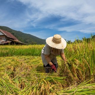 Ein thailändischer Bauer erntet den Reis in der Provinz Nan im Norden Thailands.