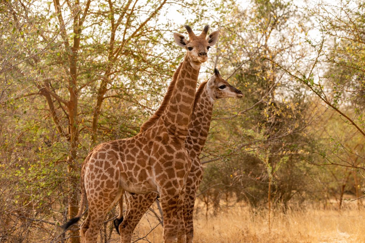 Giraffe im Bandia Forest