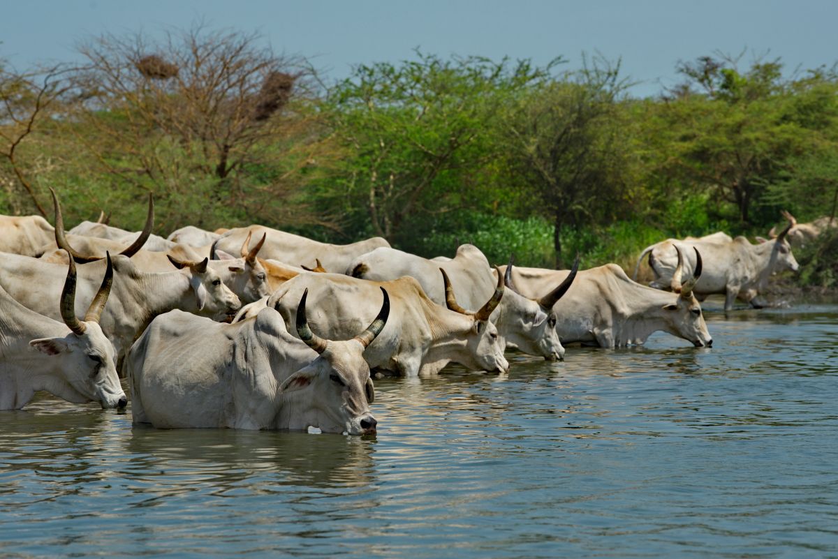 Eine Herde buckliger Zebu-Kühe mit riesigen Hörnern.