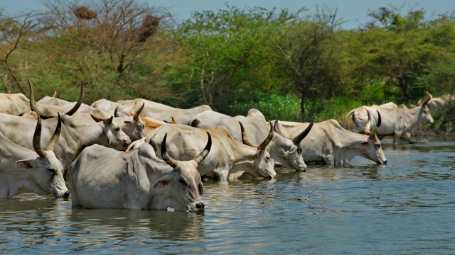 Eine Herde buckliger Zebu-Kühe mit riesigen Hörnern.