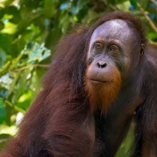 Orang-Utan in Kinabatangan auf Borneo