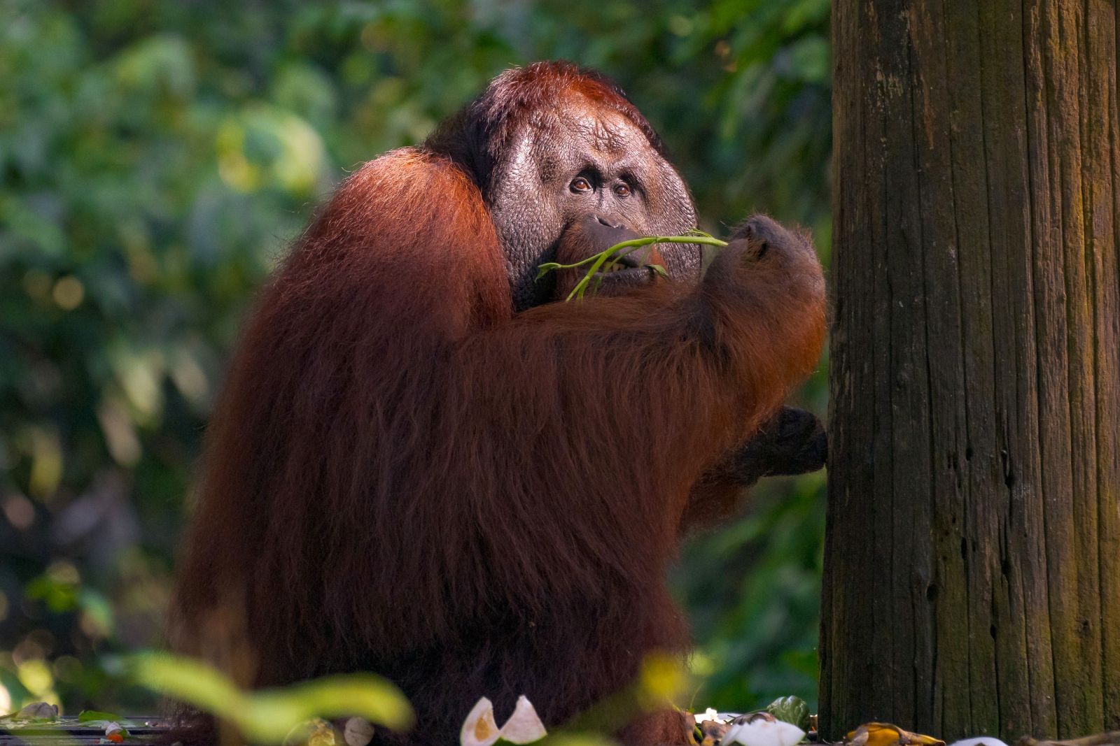 Orang-Utan bei einer Fütterung in Sepilok
