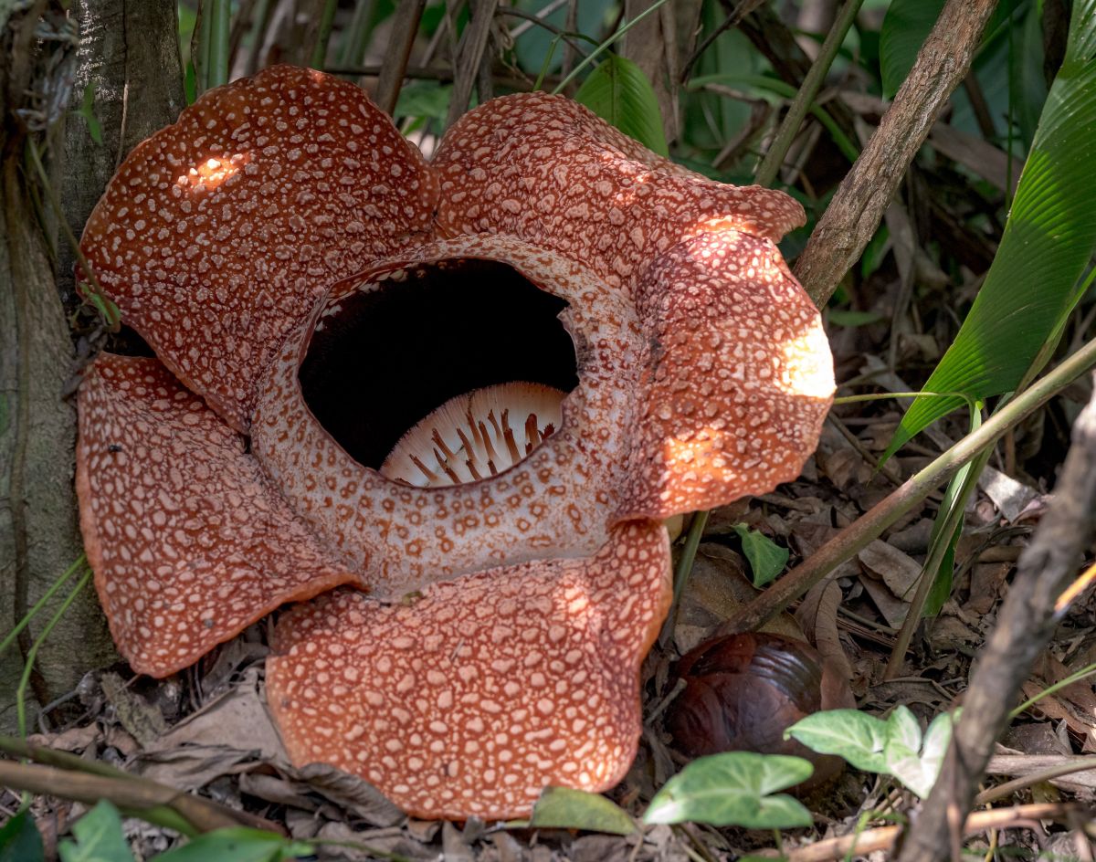 Rafflesia im Kinabalu Nationalpark 