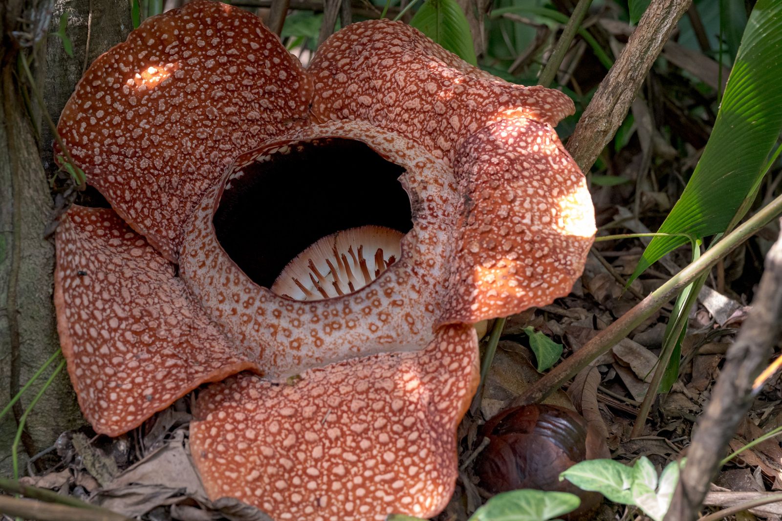 Rafflesia im Kinabalu Nationalpark