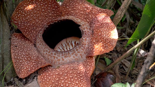 Rafflesia im Kinabalu Nationalpark