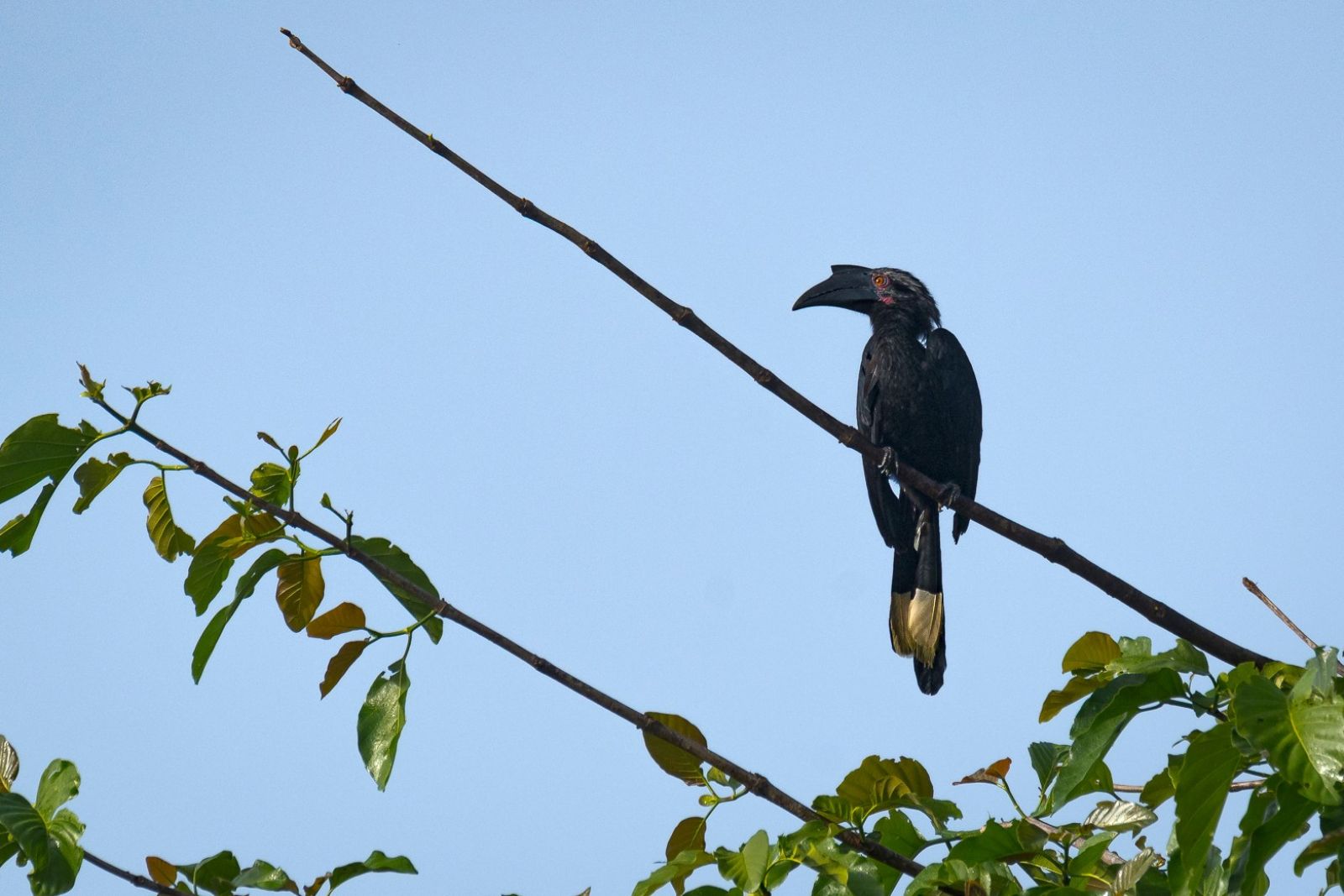 Malaienhornvogel auf Borneo