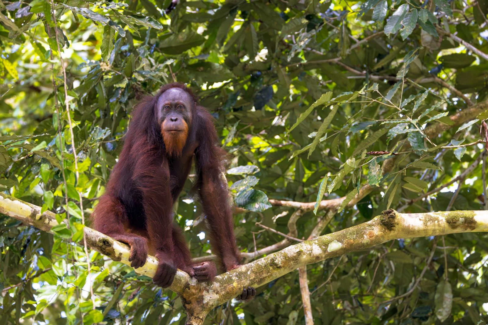 Orang-Utan auf Borneo