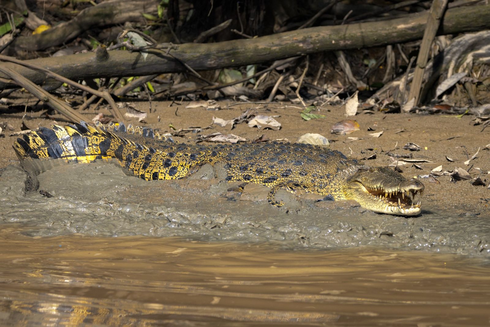 Krokodil am Kinabatangan Fluss auf Borneo