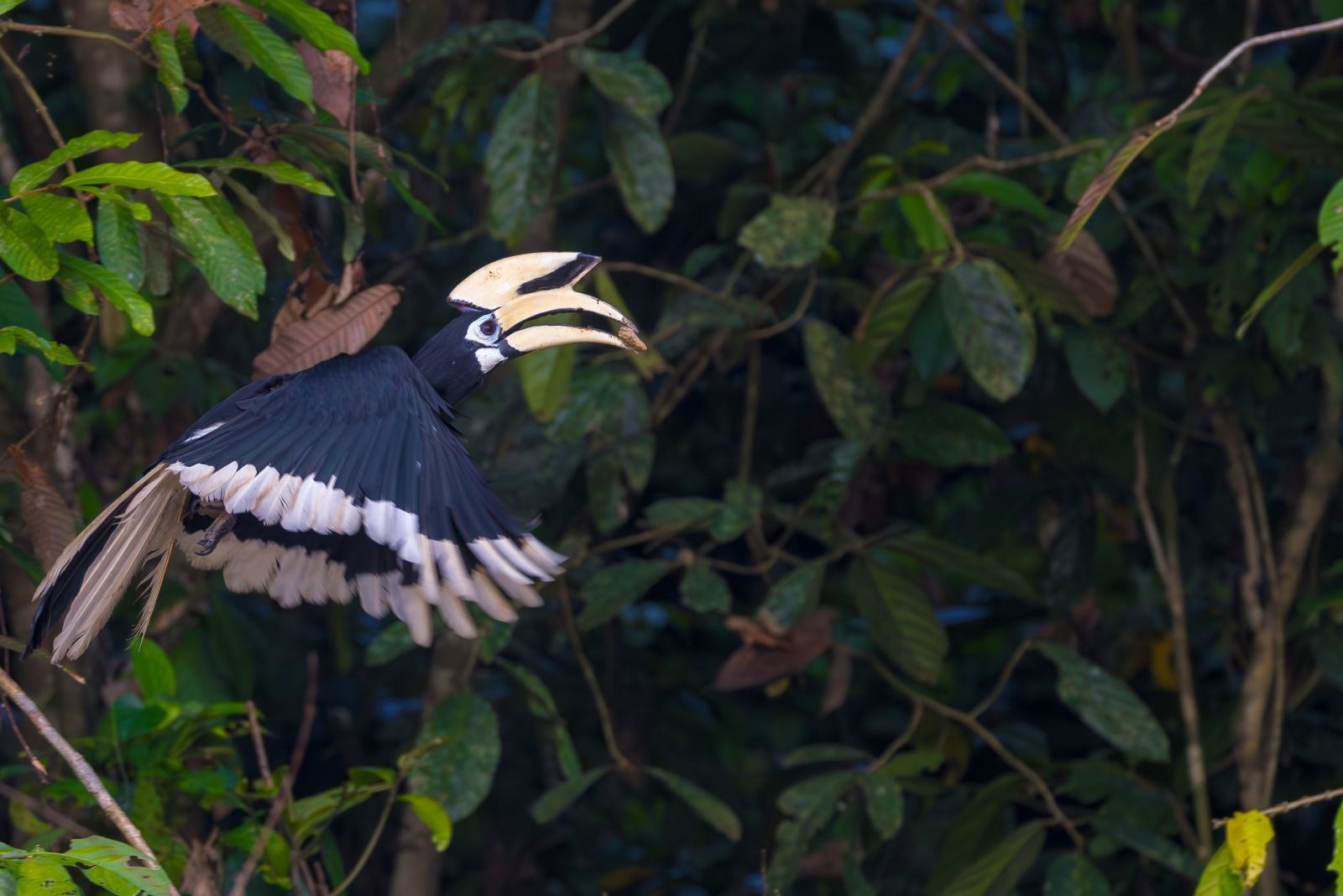 Orienthornvogel auf Borneo