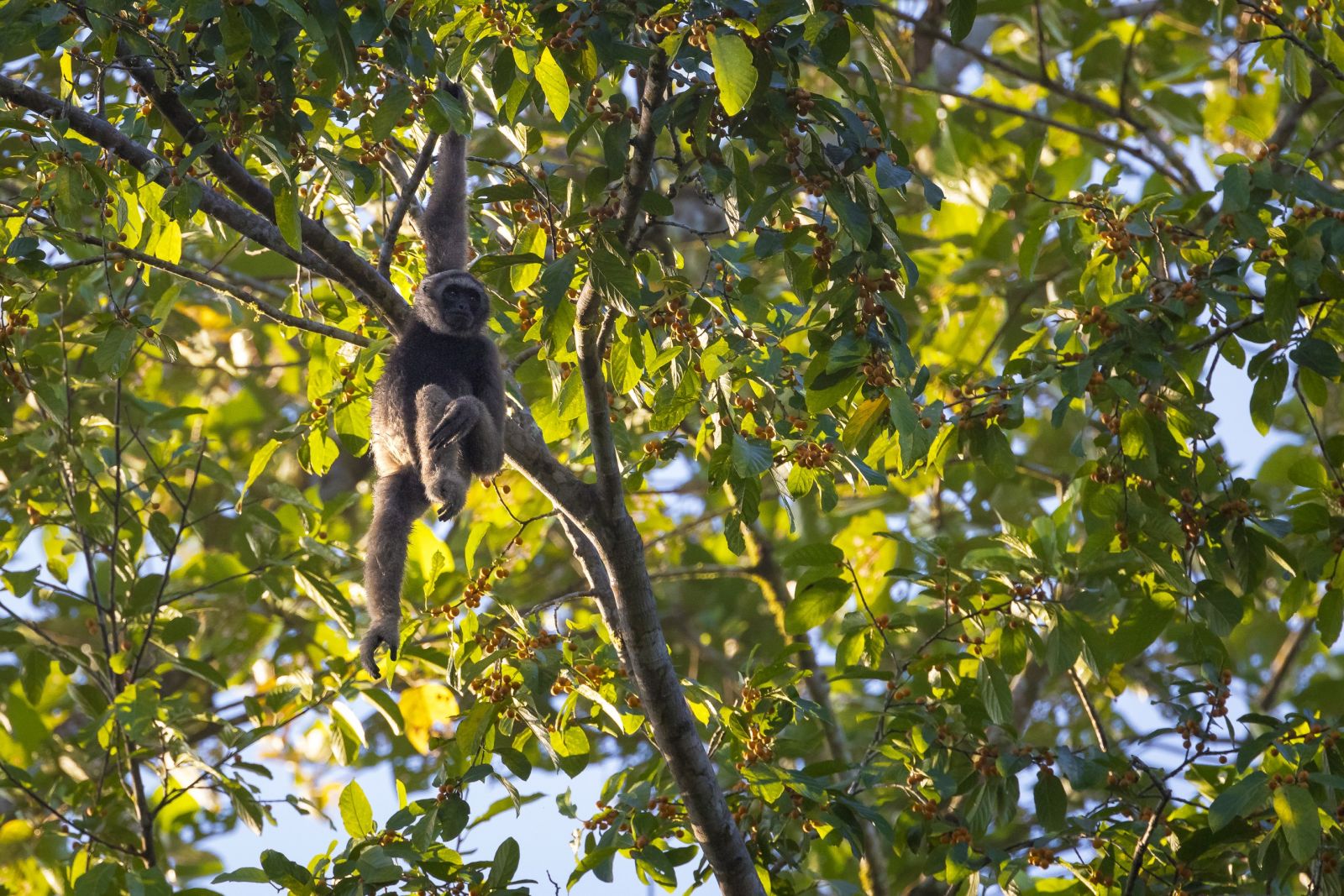Gibbon im Tabin Wildlife Reserve
