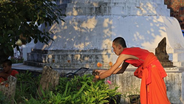 Mönch pflegt Blumen im Klostergarten in Luang Prabang