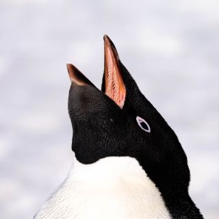 Adelie-Pinguin im Fokus