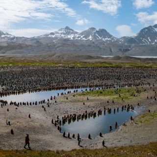 Pinguinkolonie in Fortuna Bay