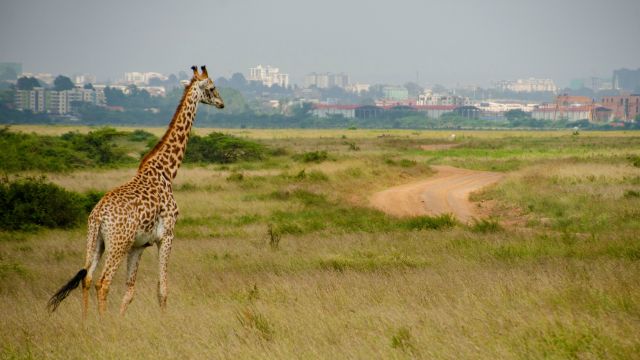 Giraffe vor der Skyline von Nairobi