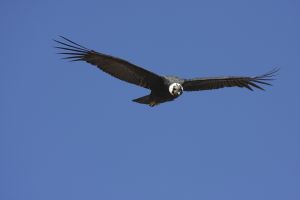 Kondor am Cruz del Condor, Colca-Tal