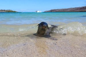 Kleine Galapagos-Robbe am Strand
