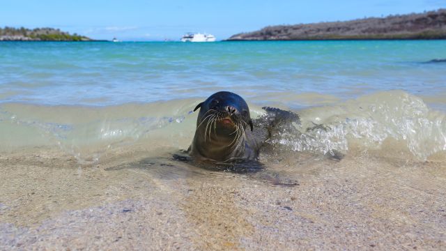 Kleine Galapagos-Robbe am Strand