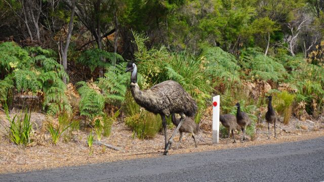 Emus laufen entlang der Straße