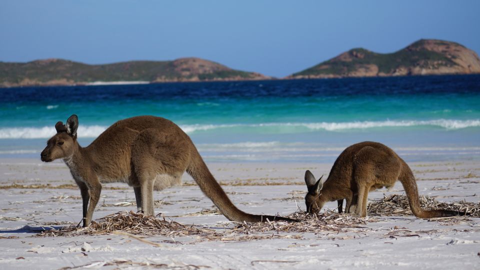Kängurus am Strand in der Lucky Bay