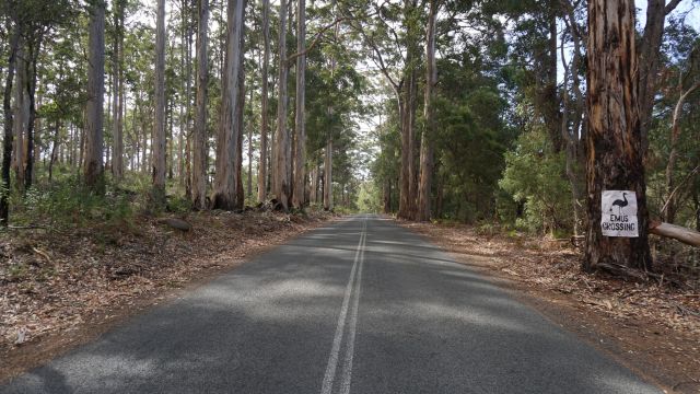 Emus kreuzen – Straße durch den Wald bei Margaret River