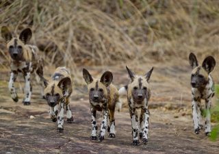 Nyerere (Selous) Wildhunde