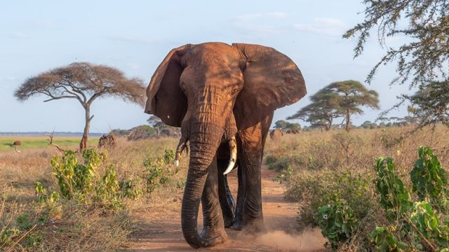Im Tarangire haben Elefanten eindeutig Vorfahrt