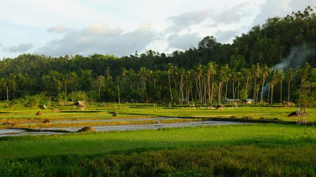 Reisfelder auf den Philippinen