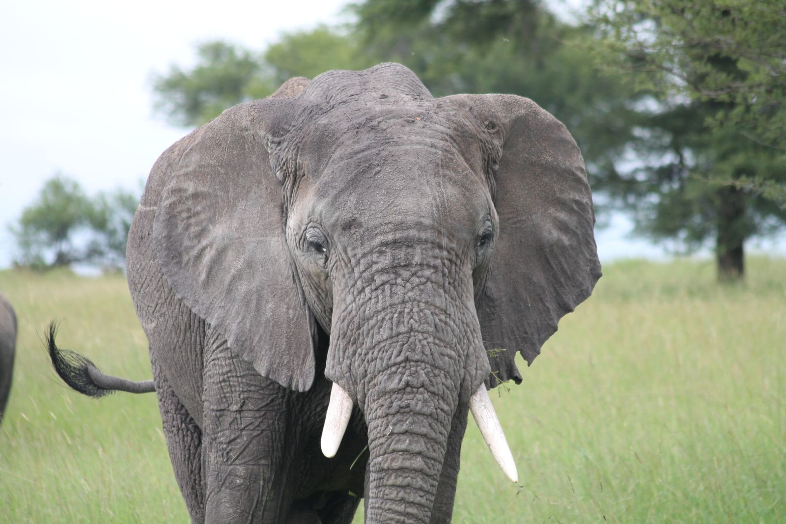 Serengeti Elefant
