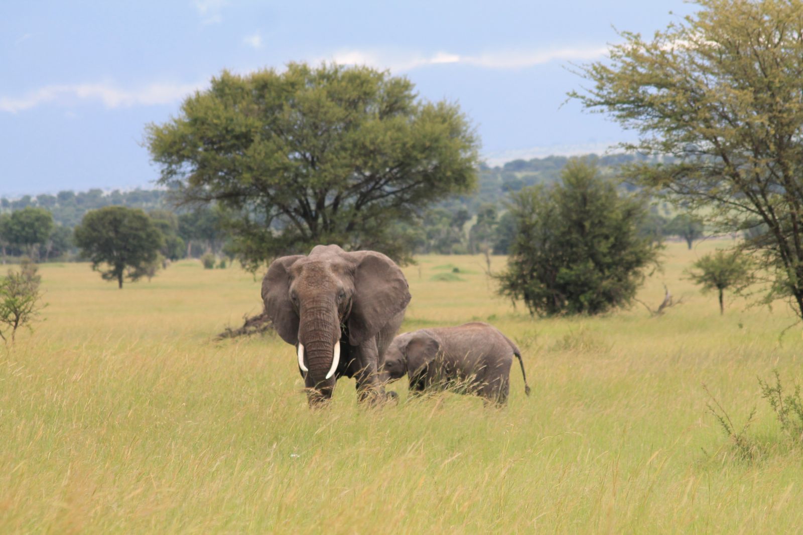 Serengeti Elefanten
