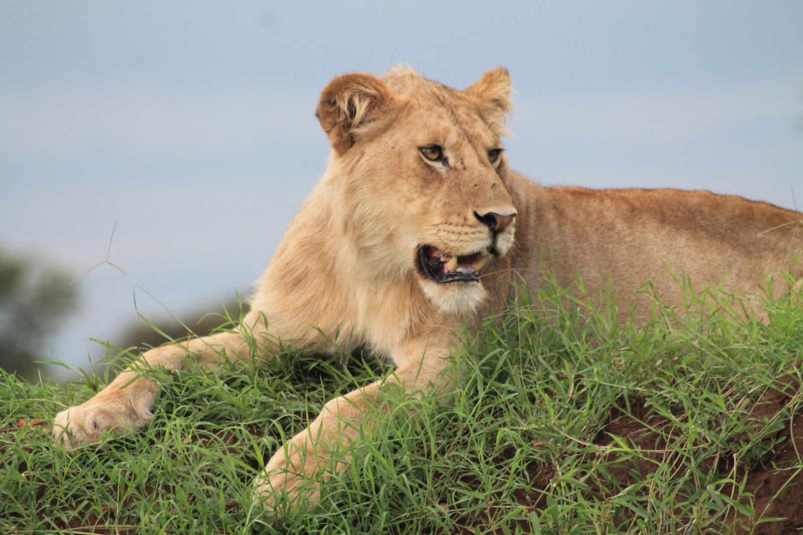 Serengeti Löwe