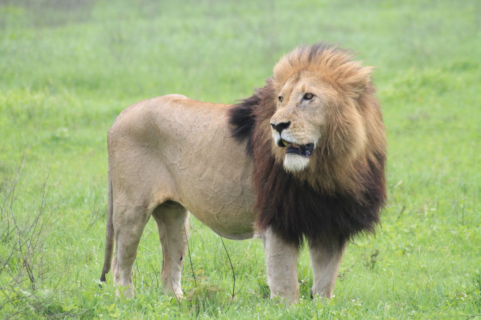 Serengeti Löwe