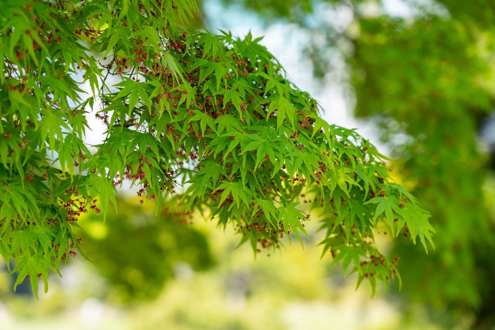 Grüner Fächerahorn mit seinen roten Früchten – ein Original Japans