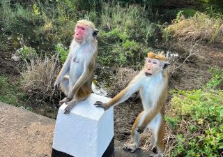 Auf Sri Lanka grüßen Sie die Makaken Affen