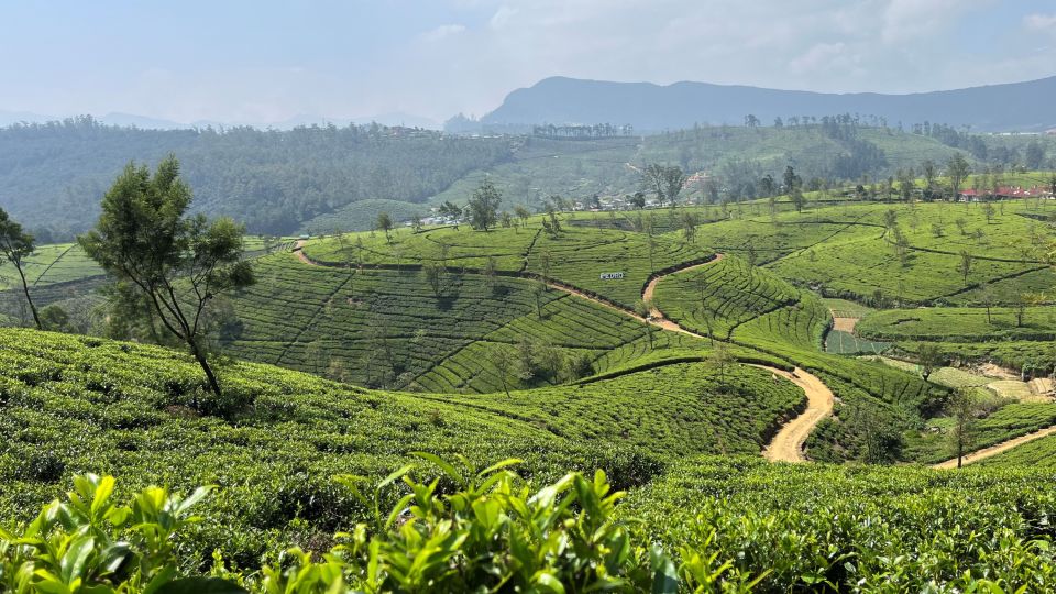 Teeplantagen im Hochland Sri Lankas
