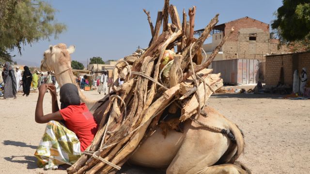 Kamel auf dem Markt in Keren, Eritrea