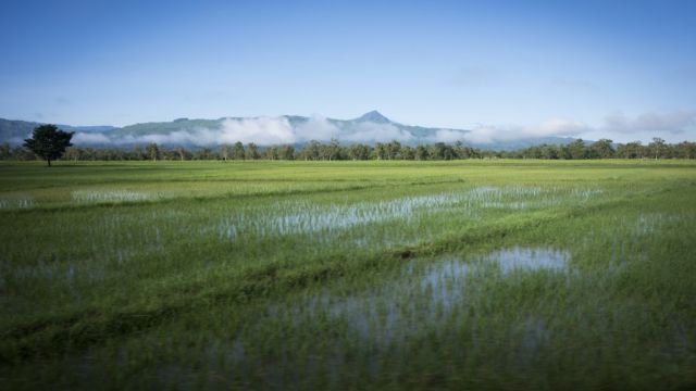 Reisfeld im Landesinneren