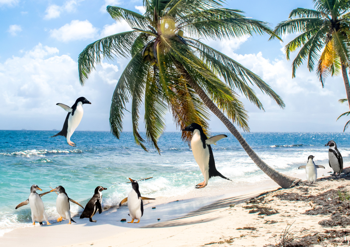 Springende Pinguine im Südatlantik