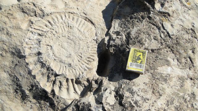Fossilabdruck auf dem Kugitang Koytendag Dino Plateau