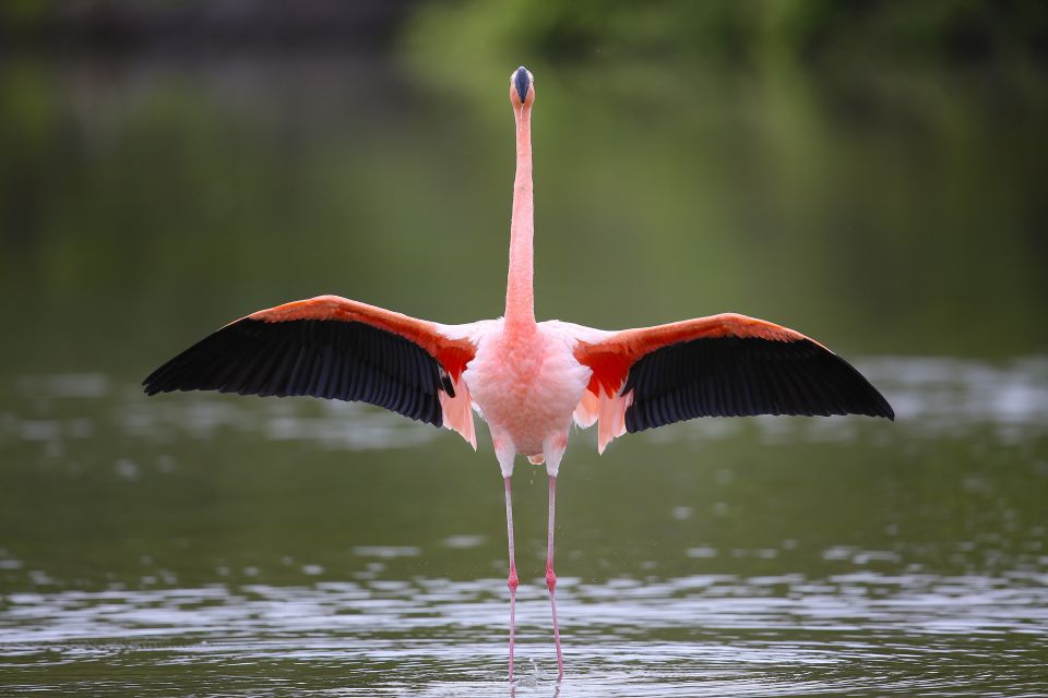 Flamingo auf Galapagos