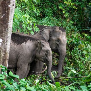 Im Wald auf der Suche nach Elefanten