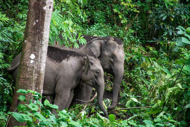 Im Wald auf der Suche nach Elefanten